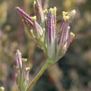 Image of <i>Cordylanthus <i>rigidus</i></i> ssp. rigidus