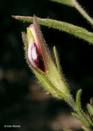 Image of slender bird's beak