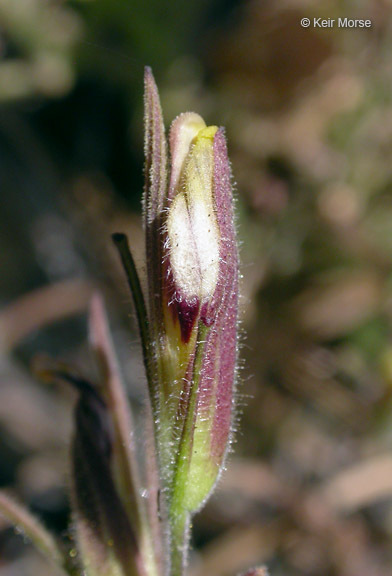 Image of slender bird's beak