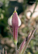 Image of slender bird's beak