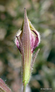 Image of slender bird's beak