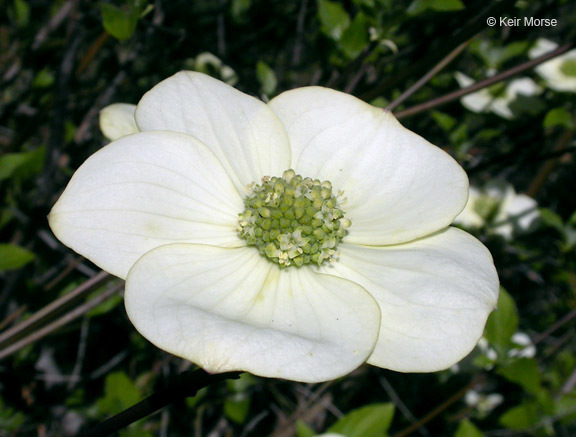 Image of Pacific dogwood