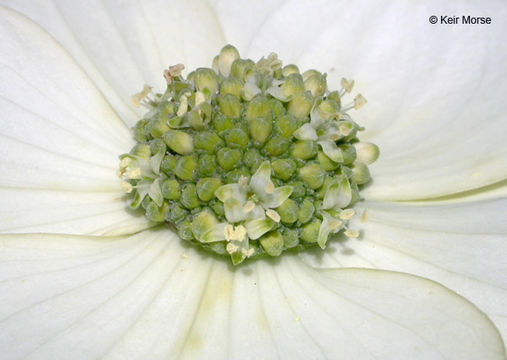 Image of Pacific dogwood