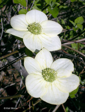 Image of Pacific dogwood