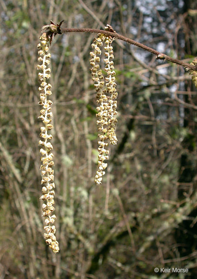 Image of Western Beaked Hazel