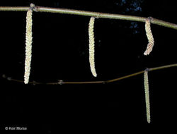 Image of Western Beaked Hazel