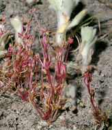 Image of water pygmyweed