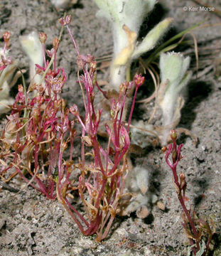 Слика од Crassula aquatica (L.) Schönl.