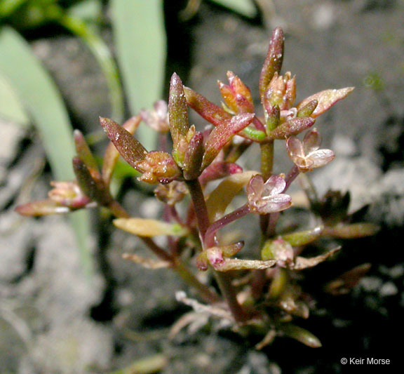 Слика од Crassula aquatica (L.) Schönl.