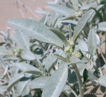 Слика од Croton californicus Müll. Arg.