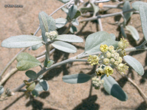 Слика од Croton californicus Müll. Arg.