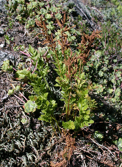 Sivun Cryptogramma acrostichoides R. Br. apud Richards. kuva