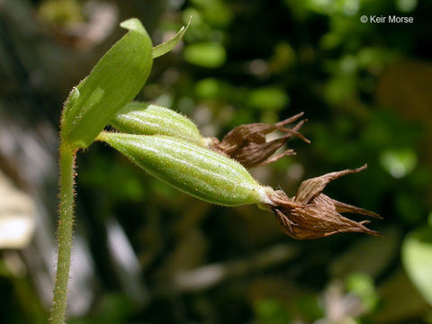 Image of Clustered lady's slipper