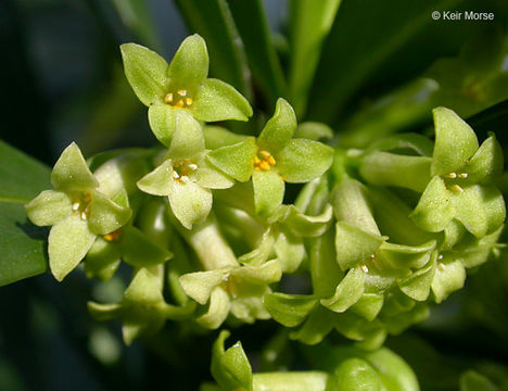 Imagem de Daphne laureola L.