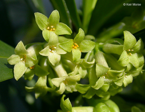 Imagem de Daphne laureola L.