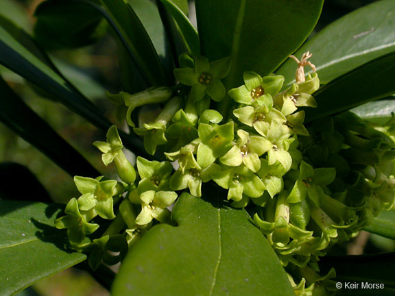 Imagem de Daphne laureola L.