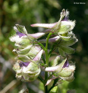 Image of California larkspur