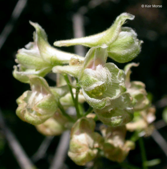 Image of California larkspur