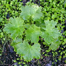 Image of California larkspur