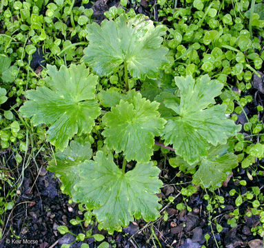 Image of California larkspur