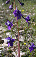 Image of twolobe larkspur