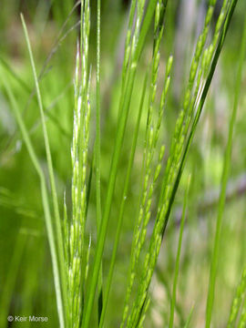 Imagem de Deschampsia elongata (Hook.) Munro