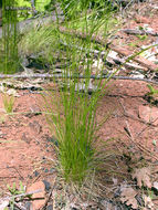 Deschampsia elongata (Hook.) Munro的圖片