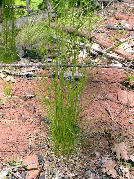 Deschampsia elongata (Hook.) Munro的圖片