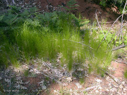 Imagem de Deschampsia elongata (Hook.) Munro