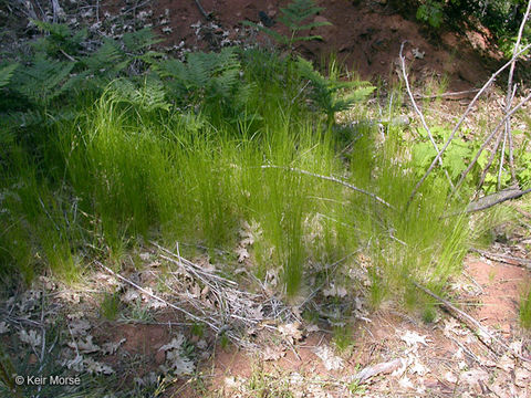 Deschampsia elongata (Hook.) Munro的圖片