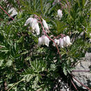 Image of Oregon bleeding heart