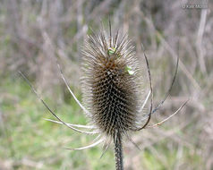 Image of teasel: Fuller's teasel; cutleaf teasel