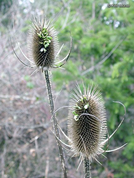 Image of teasel: Fuller's teasel; cutleaf teasel