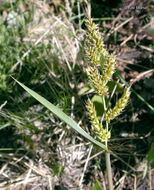 Image of barnyard grass