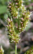 Image of barnyard grass