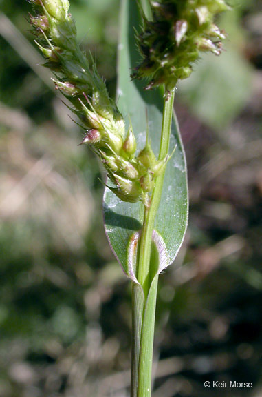 Image of barnyard grass