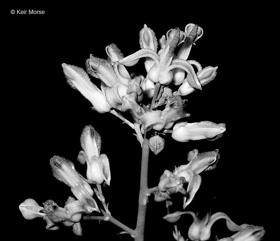 Imagem de Ehrendorferia chrysantha (Hook. & Arn.) J. Rylander