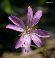 Image of tall annual willowherb