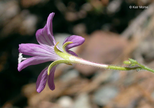 Image of tall annual willowherb