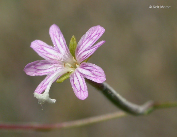 Image of tall annual willowherb