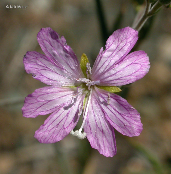 Image of tall annual willowherb