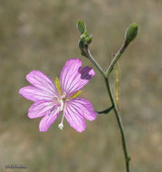 Image of tall annual willowherb