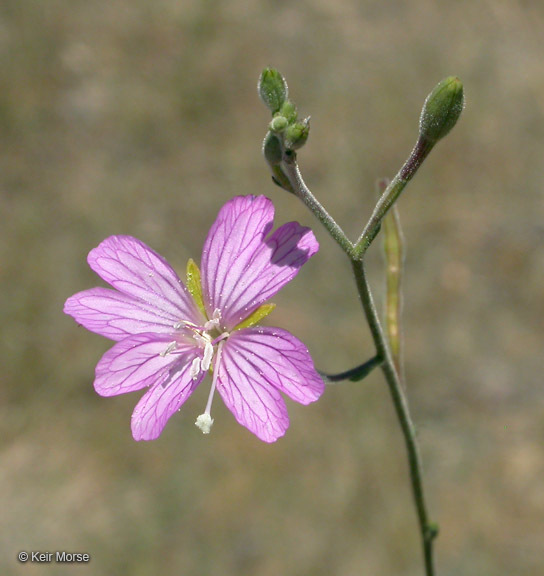 Image of tall annual willowherb