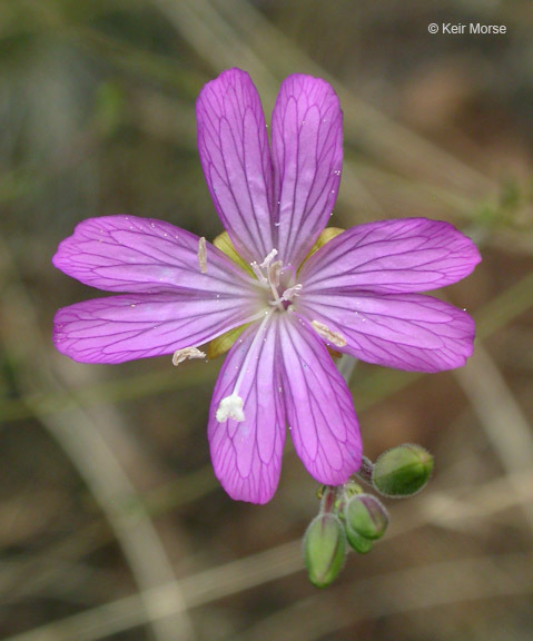 Image of tall annual willowherb