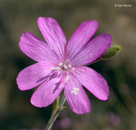 Image of tall annual willowherb