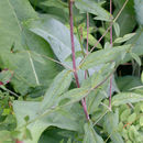 Image de Epilobium oreganum Greene