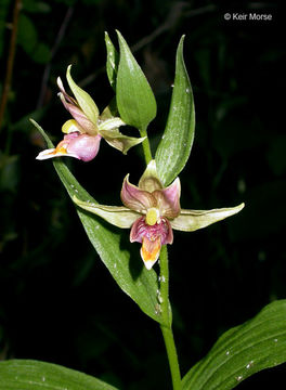 Image of Stream orchid