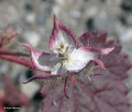 Imagem de Eremalche rotundifolia (A. Gray) Greene