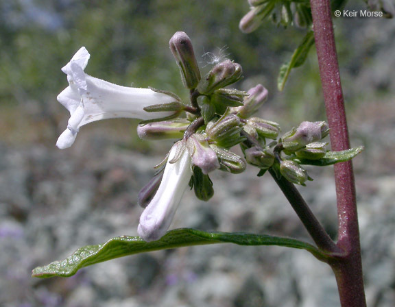 Image of California yerba santa