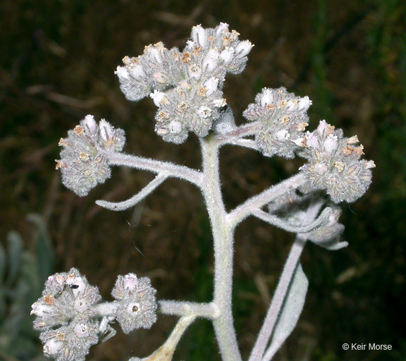 Imagem de Eriodictyon tomentosum Benth.